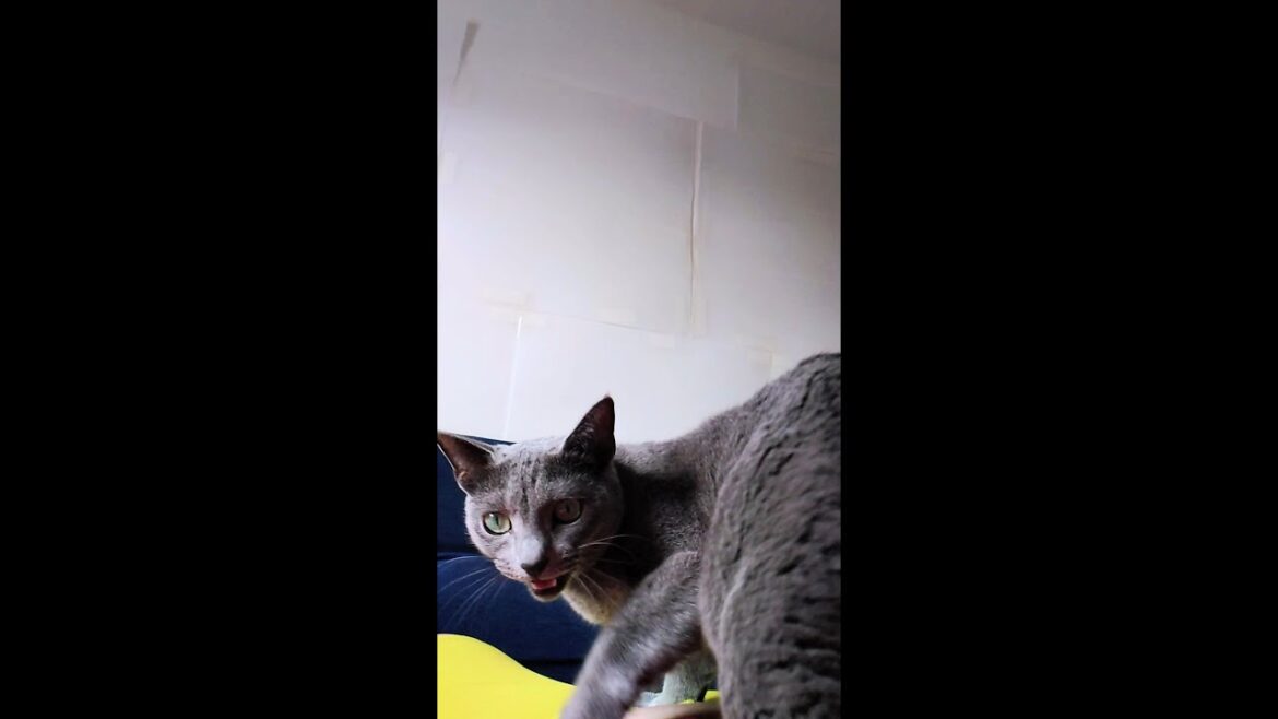 【猫動画】迫りくるロシアンブルー【russianbule】#shorts　Looming Russian Blue