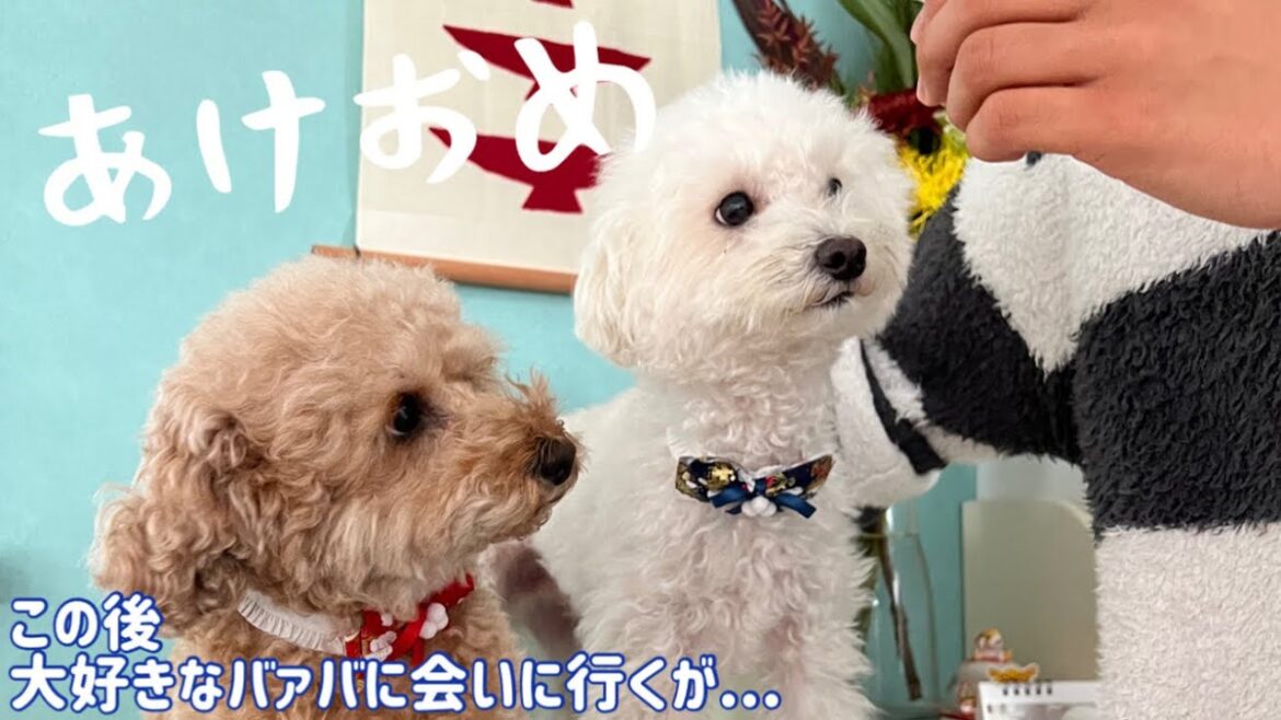 新年の挨拶にバァバに会いに行ったら凄すぎたww
