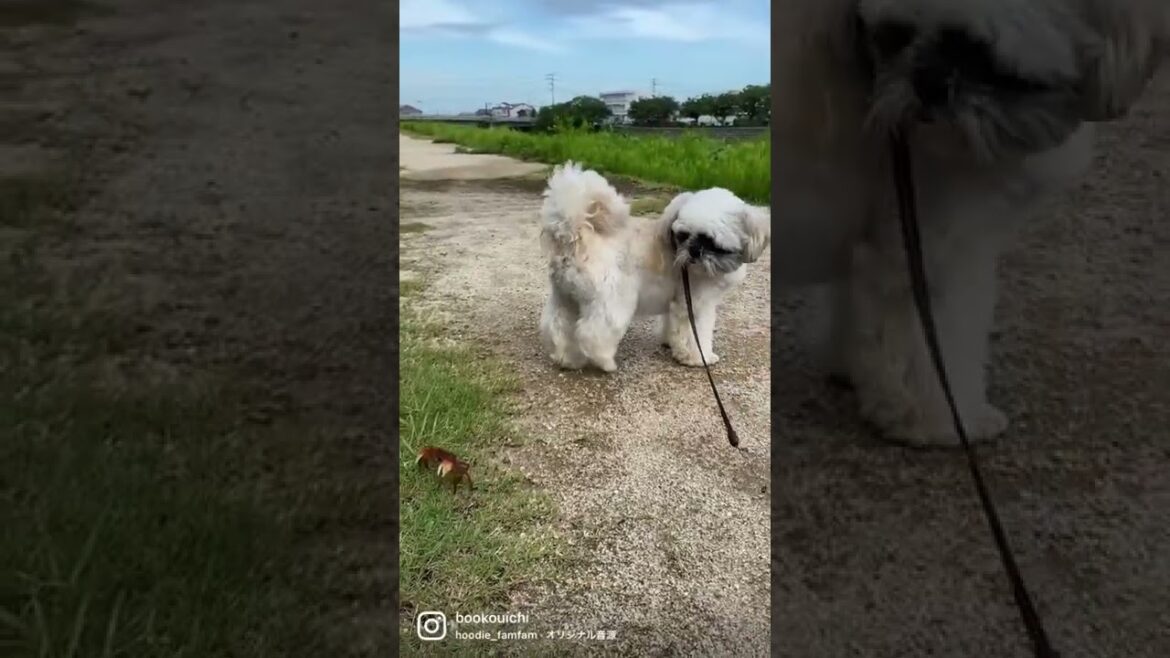 蟹に逃げられるシーズー犬バル君～ Shihtzu meet Crab ～ #Shorts