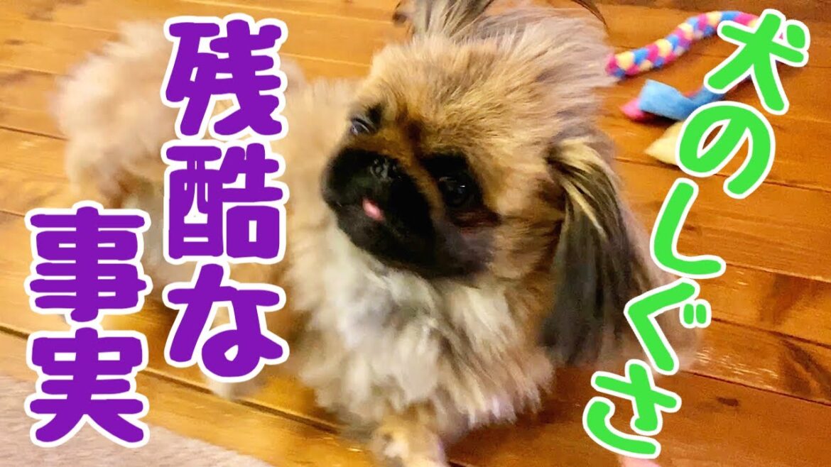【ペキニーズ】鼻をこすりつける仕草の意味。～信じたくない事実。～