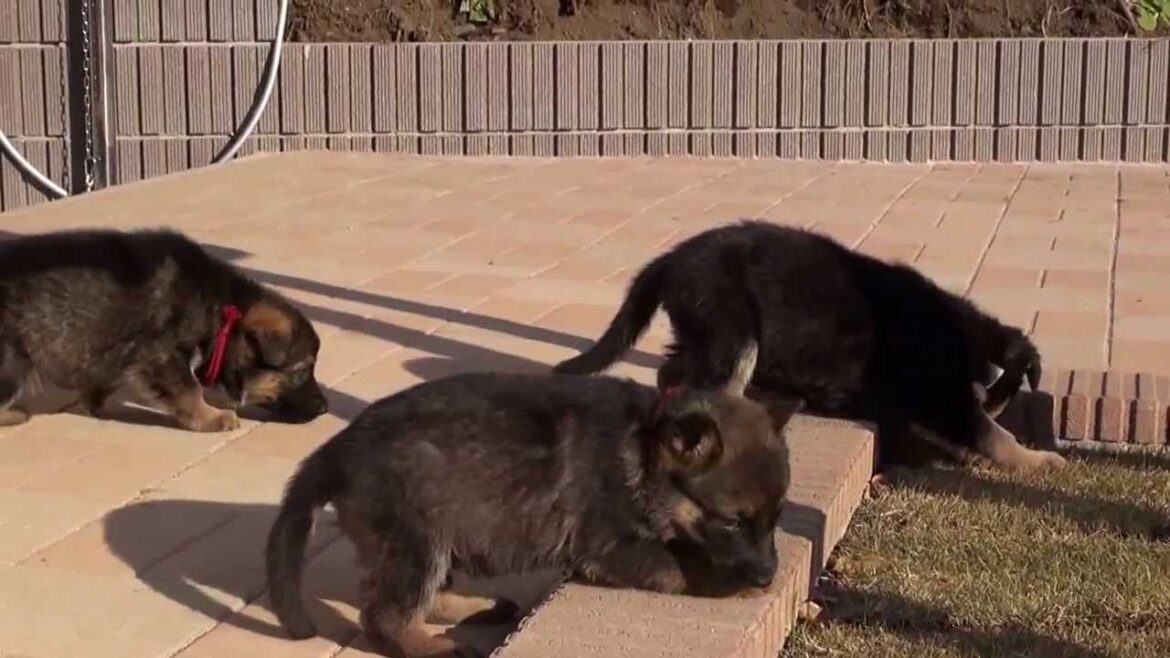 ヨチヨチ歩き☆ジャーマンシェパードの子犬