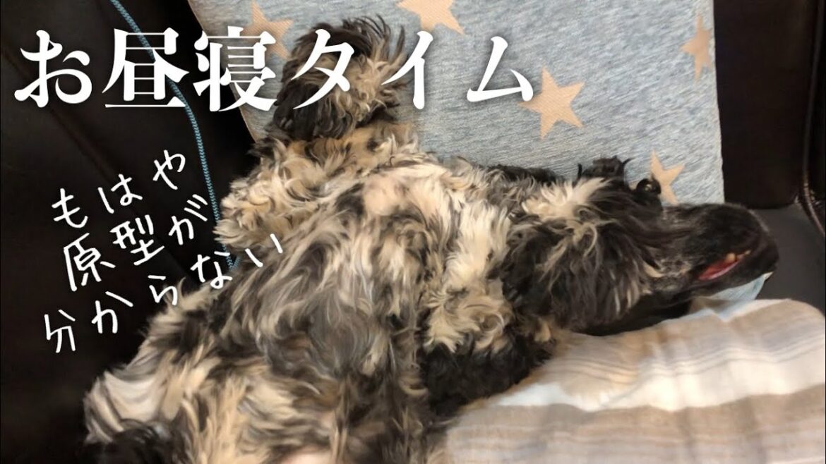 【1コマ動画#20】お昼寝タイム　イングリッシュコッカースパニエル「みみ」の気持ち