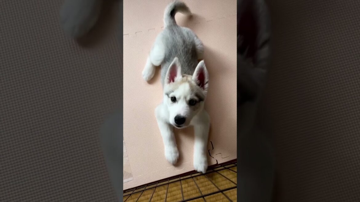 シベリアンハスキーの子犬に話しかけてみたら… #shorts