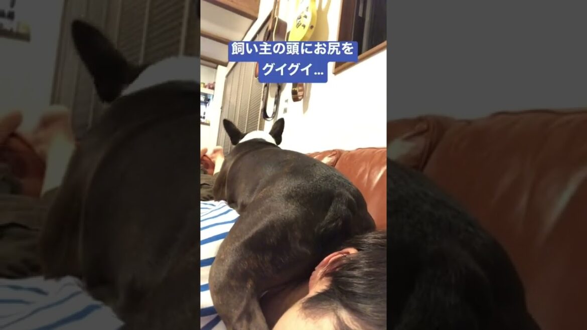 ボストンテリアきいろの日常