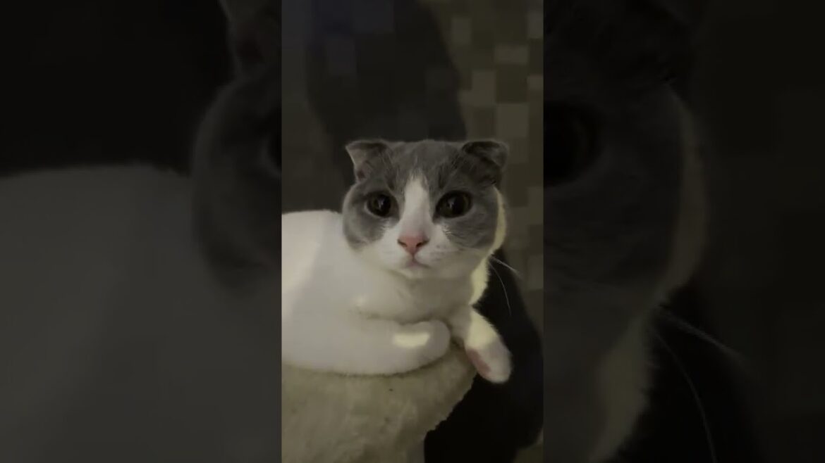 【こまち】寝起きドッキリされたこねこの反応は…？【スコティッシュフォールド】#shorts