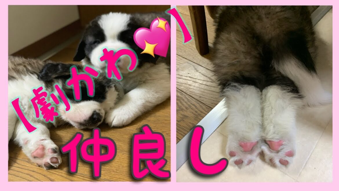 【セントバーナード】生後40日とと君ららちゃんタオル遊び