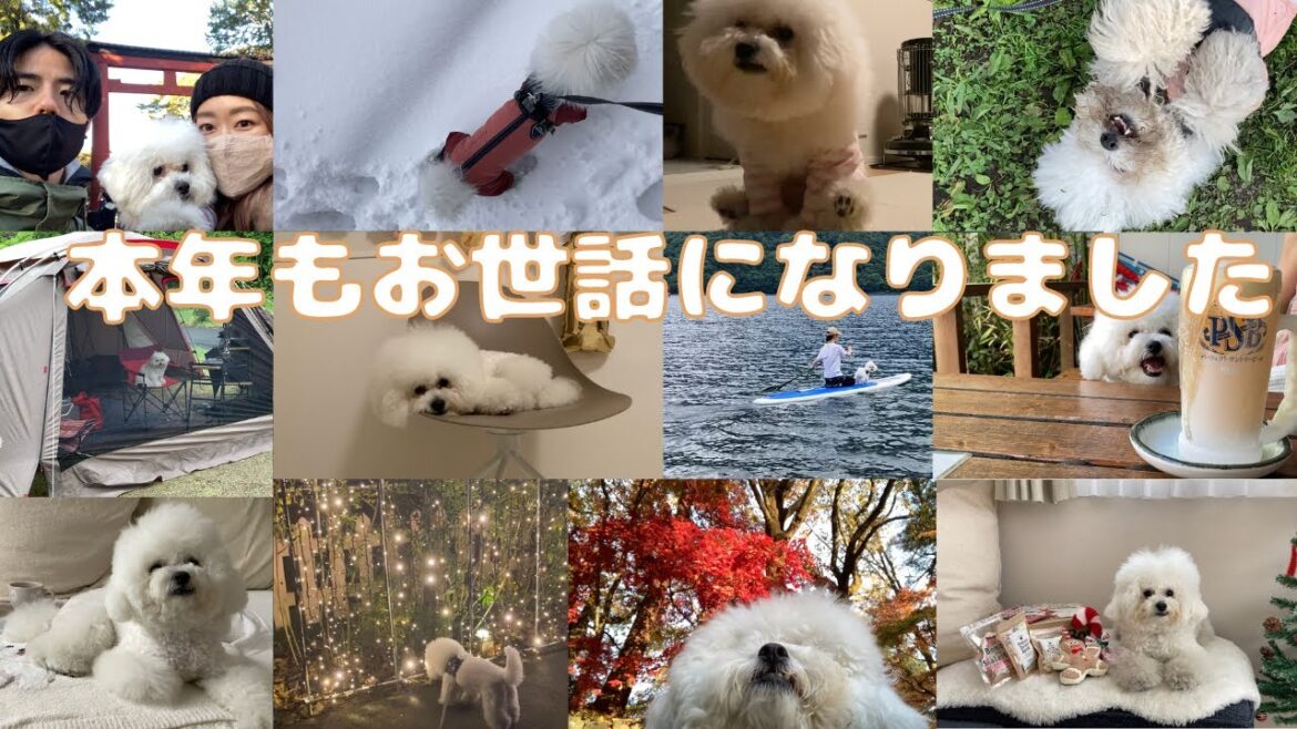 年末のご挨拶　ビションフリーゼのいる生活