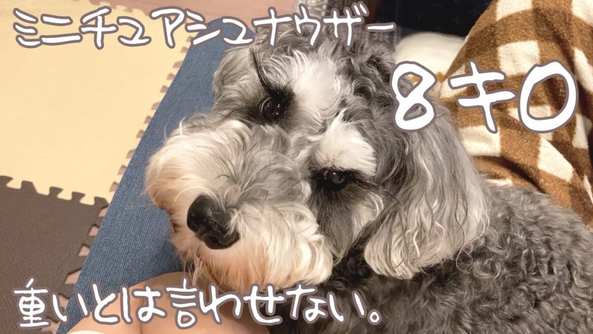 8キロだけど膝の上が大好きミニチュアシュナウザー 8キロだけど膝の上が大好きミニチュアシュナウザー