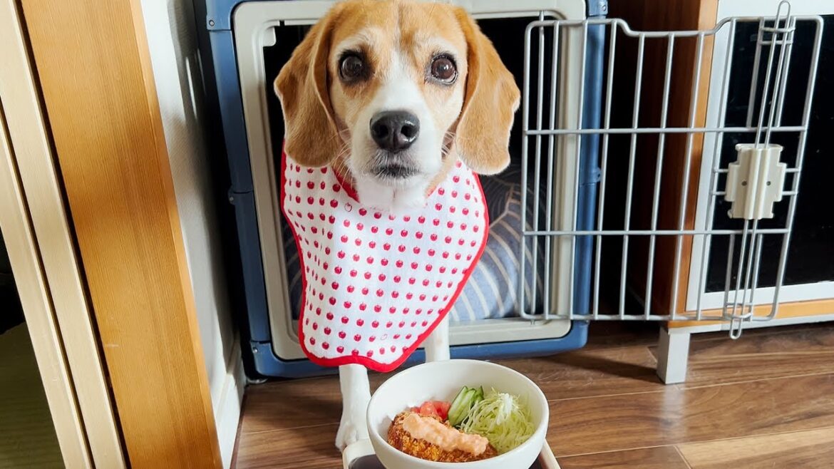 10才の誕生日！犬用の誕生日ケーキとスペシャルディナーを作ってお祝い♪【ビーグル多頭飼い】