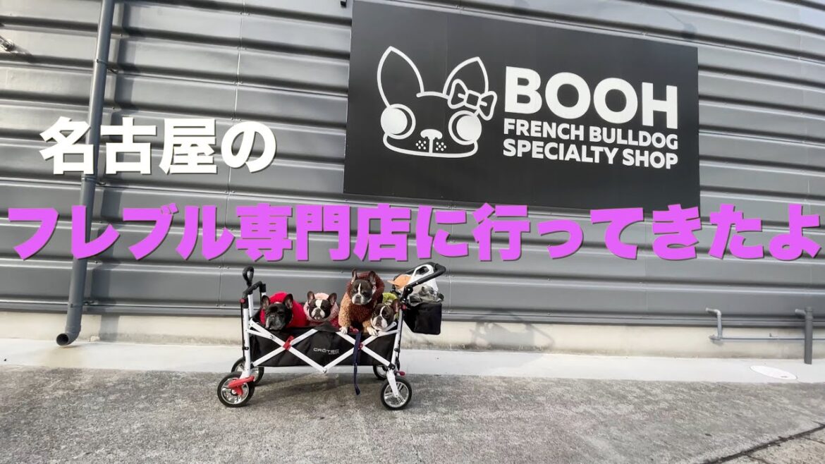 名古屋フレブル専門店 BOOH さん ４buhi 名古屋へ 【French_bulldog】フレンチブルドッグ