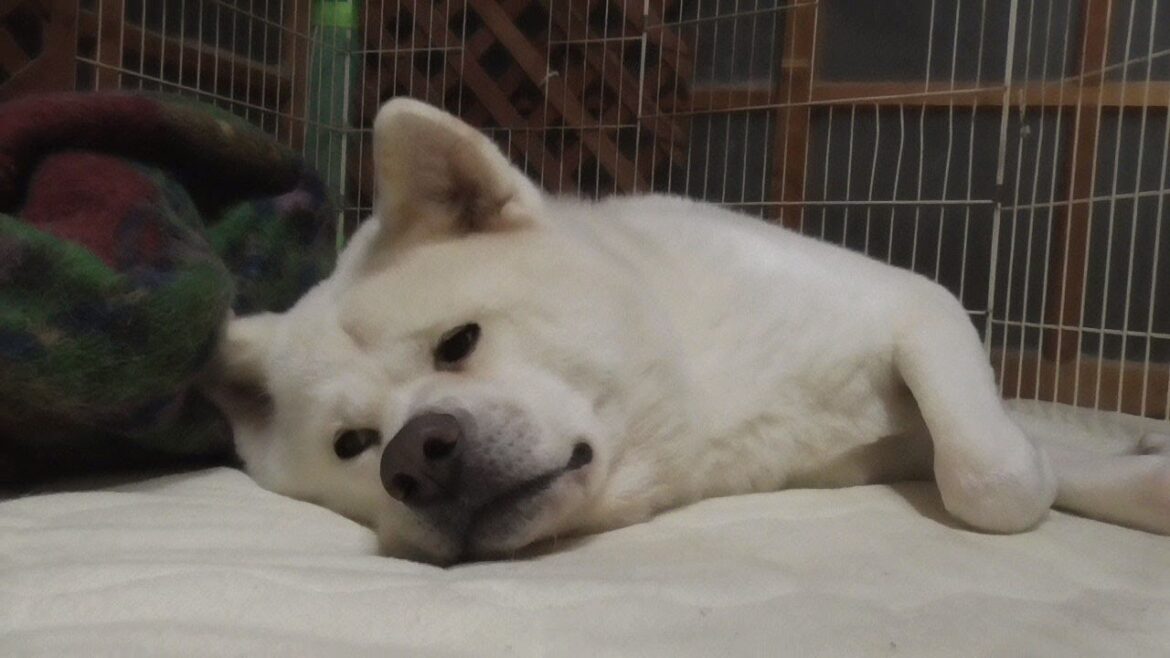 【秋田犬ゆうき】一年の計は元旦にあり♪と一通りのいたずらを全部してたら叱られる【akita dog】