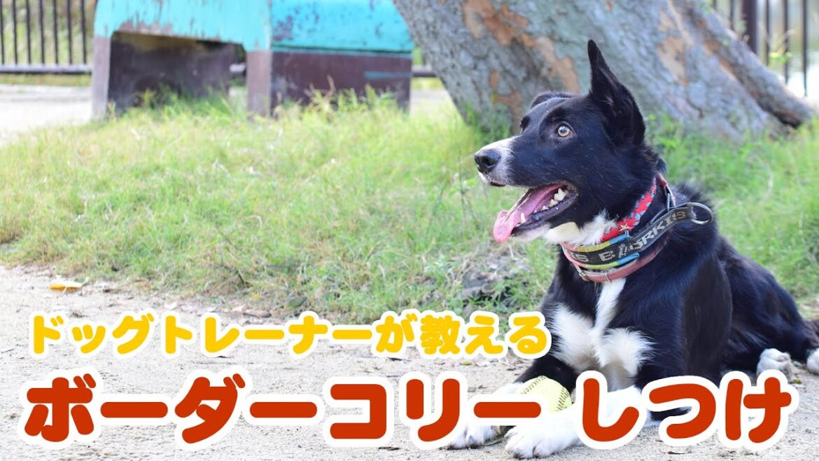 タイトル：【犬種別しつけ】 ボーダーコリーのしつけ｜ドッグトレーナーのしつけ教室初級編㉜