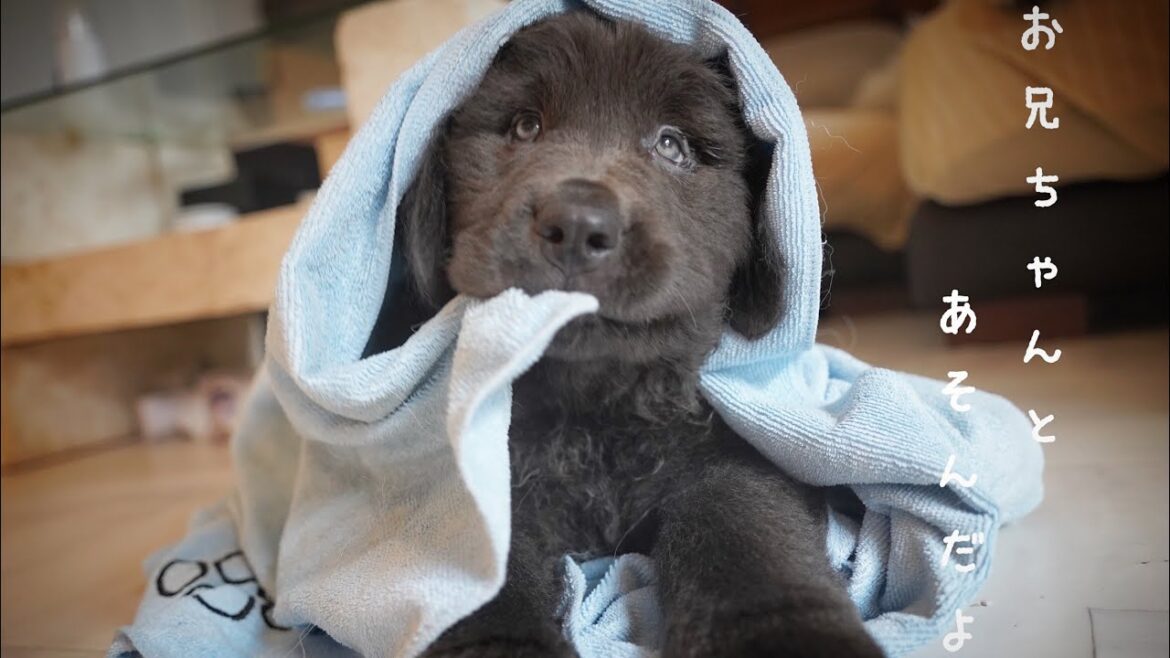 いっぱい遊んで汚れて拭かれるニューファンパピーが可愛すぎるww【ニューファンドランド】