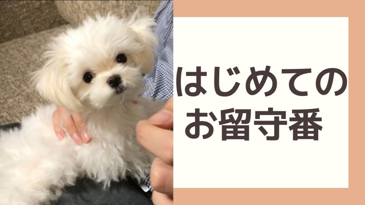 【マルチーズ子犬】はじめてのお留守番、ちゃんと出来るかな⁈