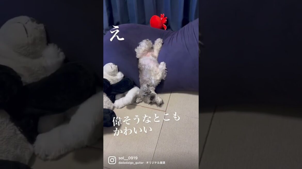 可愛いわんこのあいうえお🐾🐼 #minischnauzer #ミニチュアシュナウザー #dog