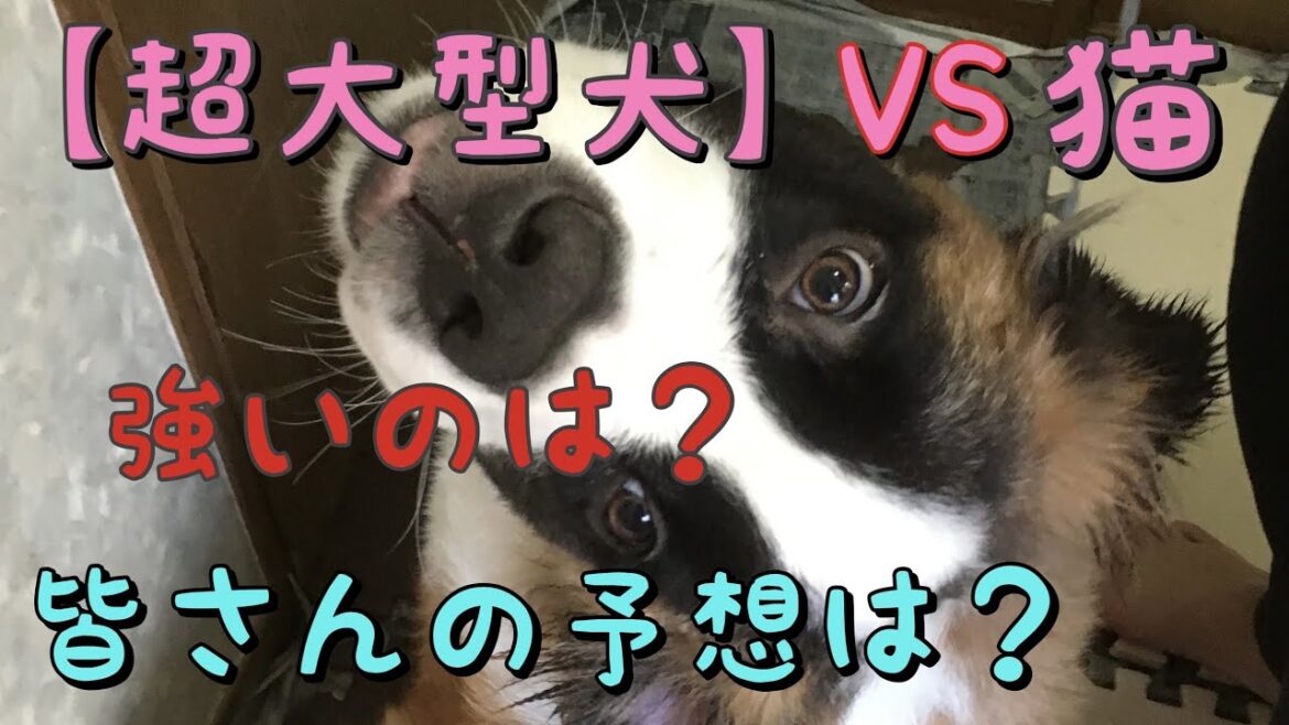 【セントバーナード】VS 猫 どっちが強い？