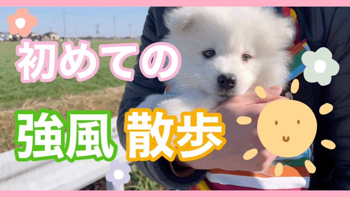 ［サモエド犬ミール］初めてのお散歩♪