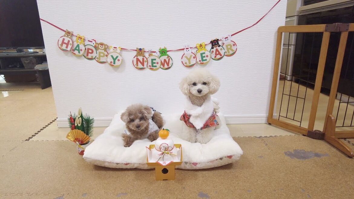 2022年→2023年愛犬たちの年越しの様子と新年のご挨拶♪ 2022年→2023年愛犬たちの年越しの様子と新年のご挨拶♪