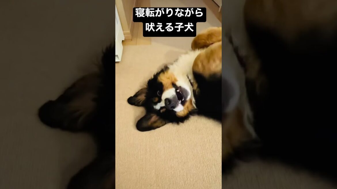 仰向けの状態で吠えるバーニーズマウンテンドッグの子犬