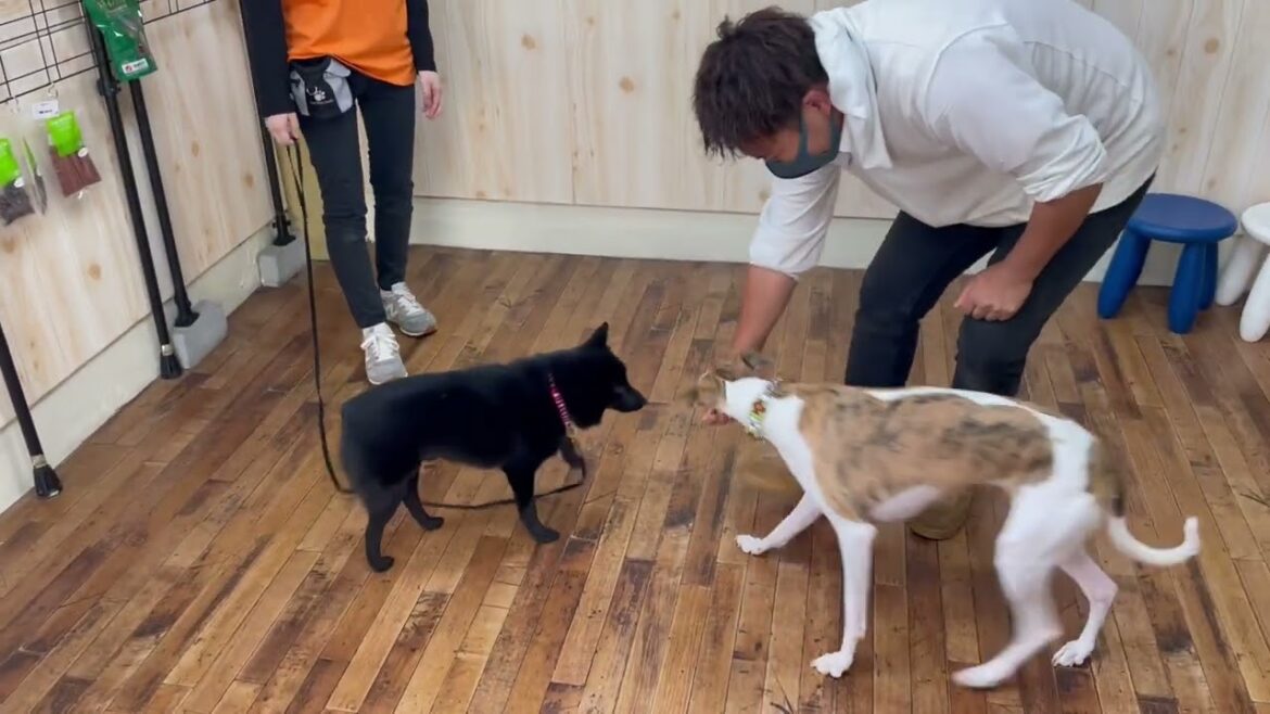 スキッパーキの”オセルくん”と“呼び戻し”の練習! スキッパーキの”オセルくん”と“呼び戻し”の練習!