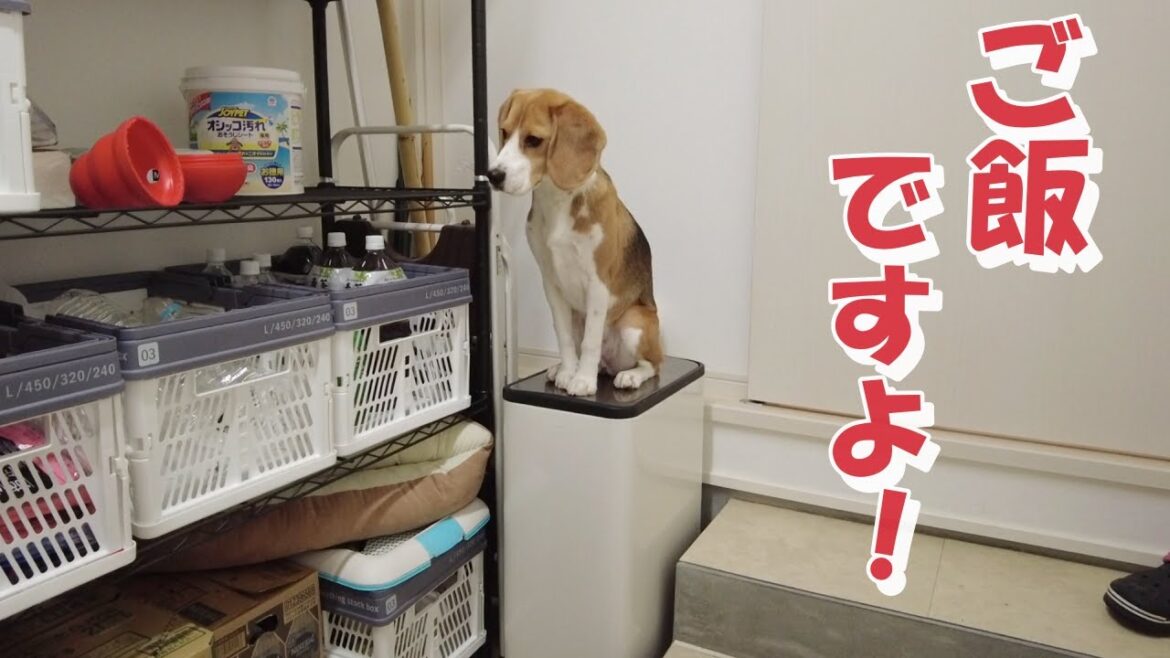 ビーグル犬が最も生き生きとする幸せご飯の時間