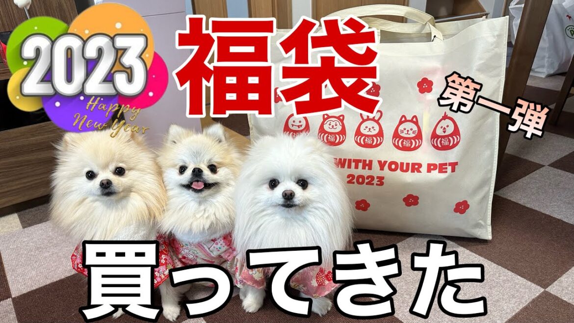 2023初売りで必死でGETした犬の福袋を紹介します