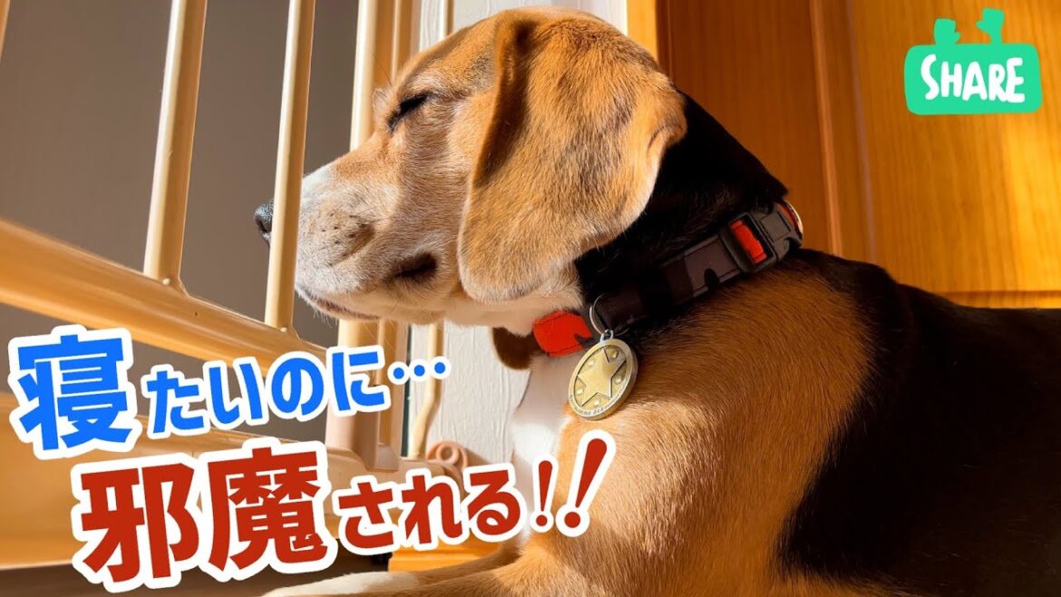 邪魔されても...意地でも寝たいビーグル犬