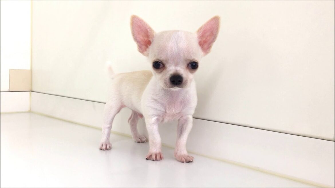 愛らしいスムースコートのチワワちゃんです☆