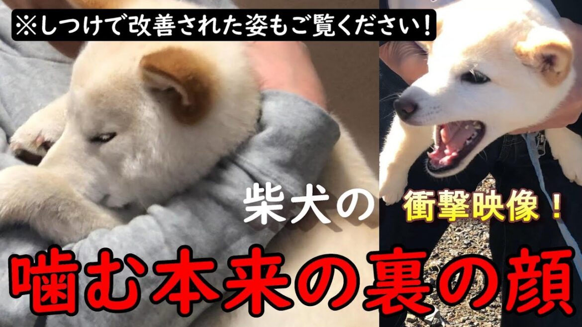 柴犬や豆柴の和犬を飼う前に知って理解してほしい噛み癖としつけの事 柴犬や豆柴の和犬を飼う前に知って理解してほしい噛み癖としつけの事