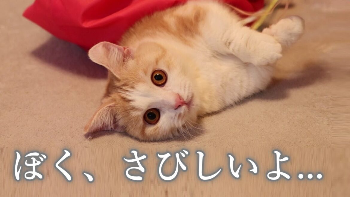 【#37  やつとの別れ】きよしにとって悲しい出来事