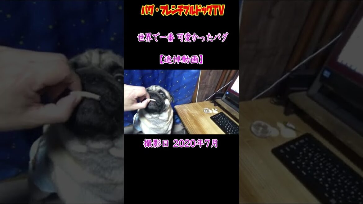 世界で一番 可愛かったパグ  続「おまめ日記」 追悼動画 世界で一番 可愛かったパグ  続「おまめ日記」 追悼動画