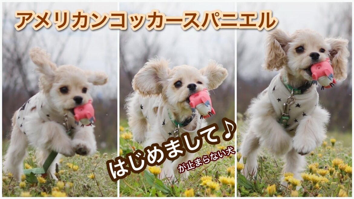 アメリカンコッカースパニエル 子犬 ＊好きすぎて困った