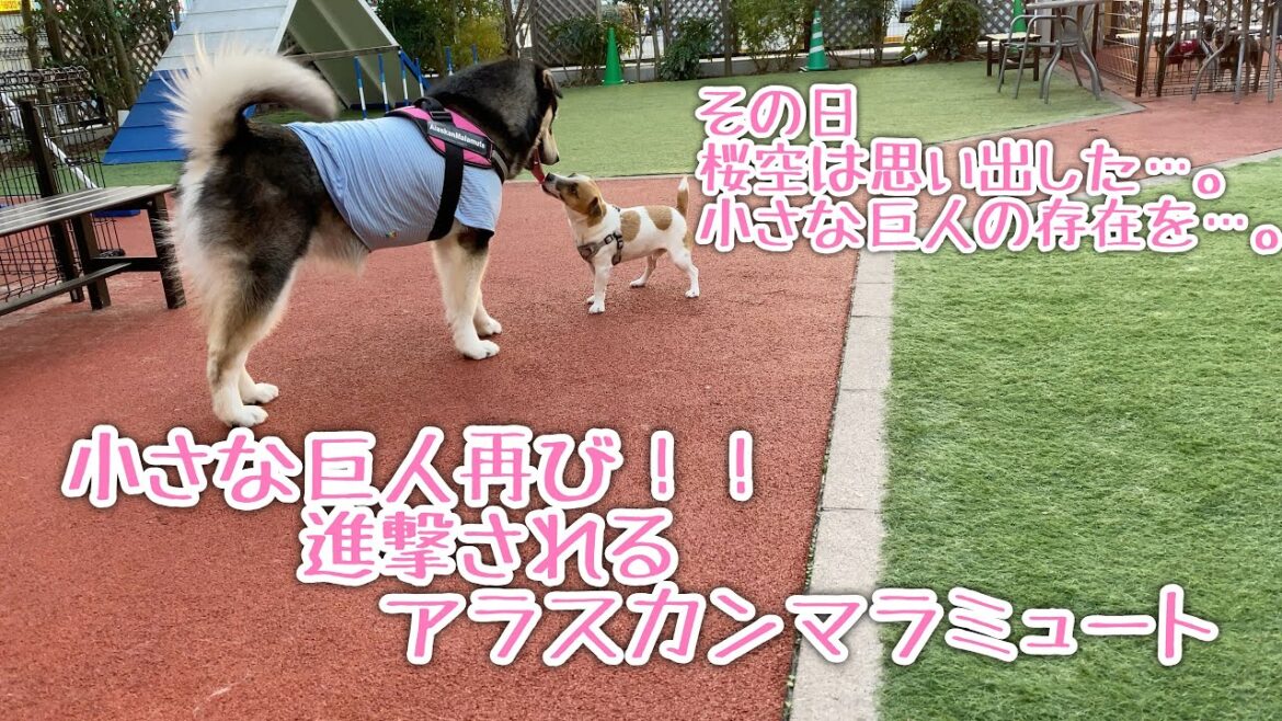 vs 小さな巨人再び！！　ジャックラッセルテリアと遊ぶアラスカンマラミュート【桜空】