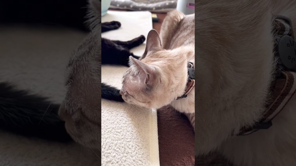 Happy new year #shorts  #猫動画