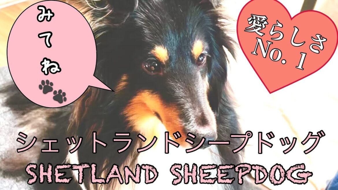 【犬Vlog】シェットランドシープドッグ-SHETLAND SHEEPDOG 仕草可愛い癒し系のウチの子ボーディ（菩提）はNo. 1