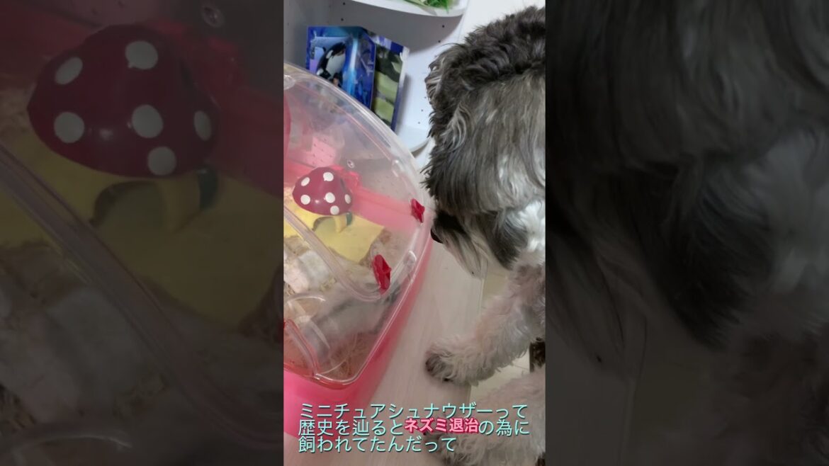ミニチュアシュナウザーとハムスターの初対面!この組み合わせには歴史があった!? ミニチュアシュナウザーとハムスターの初対面!この組み合わせには歴史があった!?