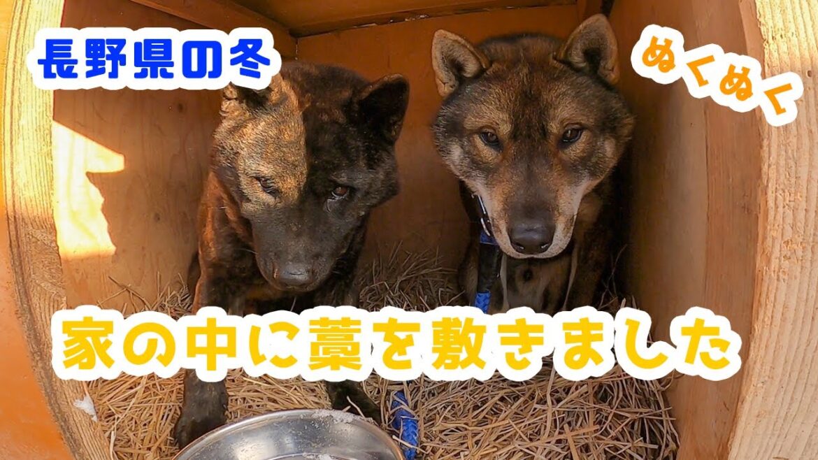 【大晦日】ぬくぬくわんこ【甲斐犬】【四国犬】