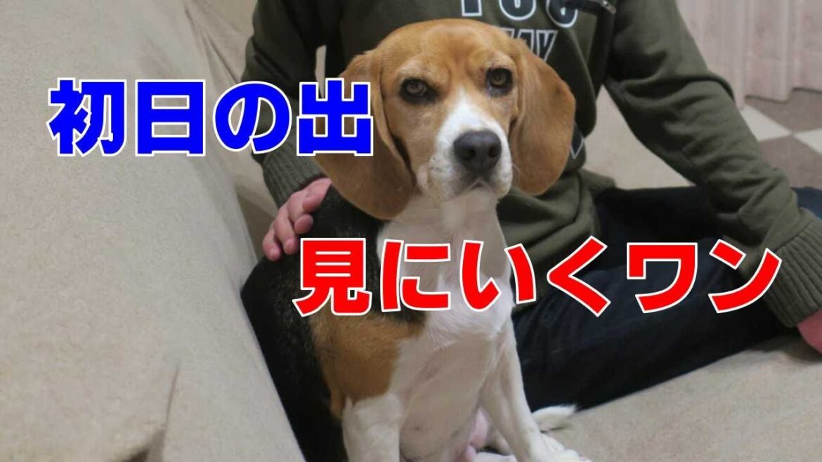 はつひので 【おてんばビーグルふくちゃん】その218