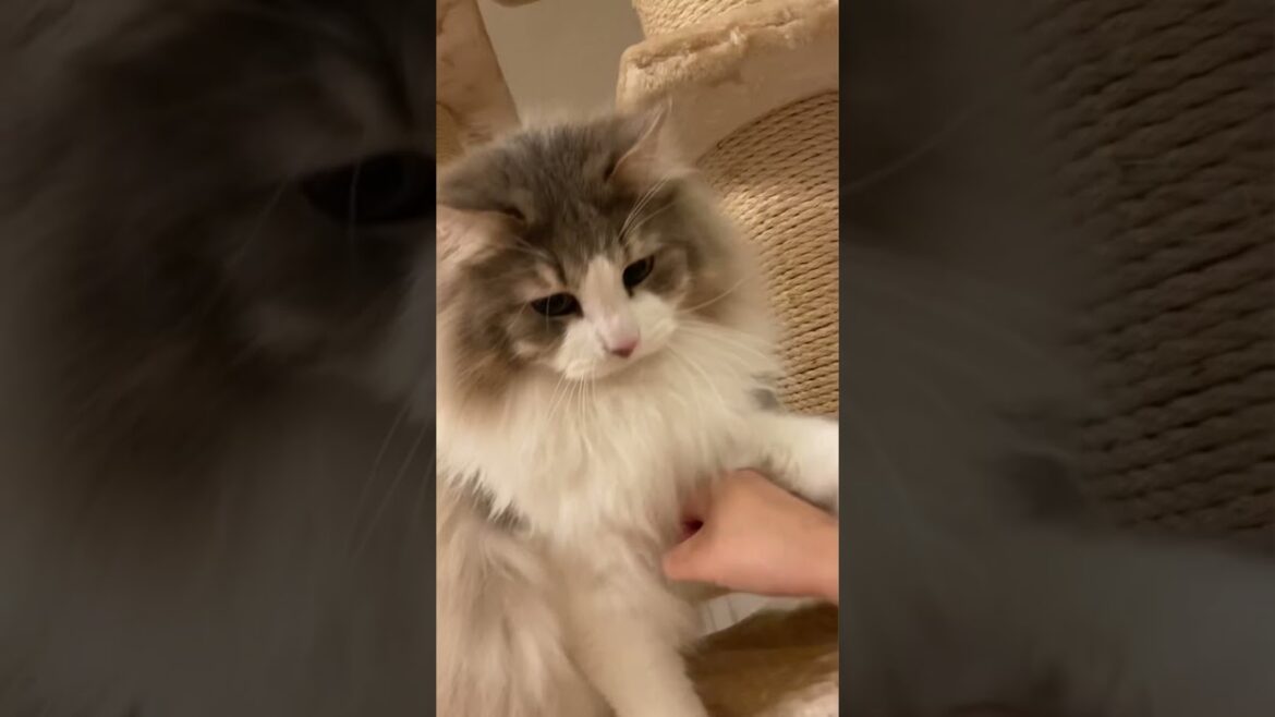 ケンカが下手な猫がこのこ。【ノルウェージャンフォレストキャット】