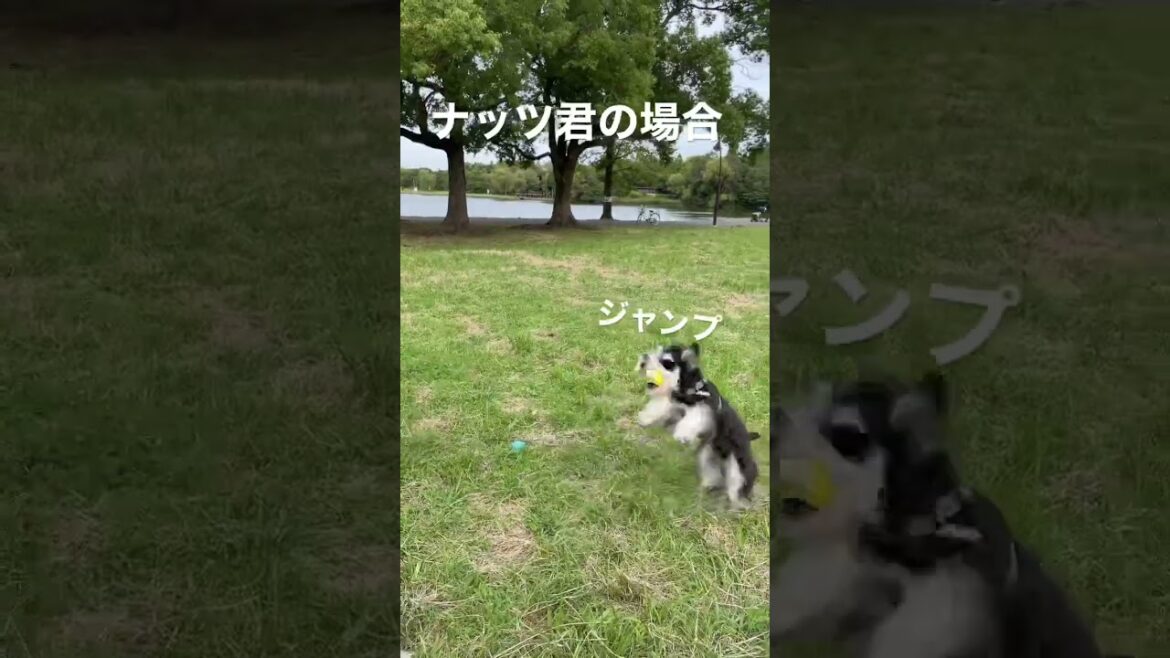【ミニチュアシュナウザー】ヘタクソボーイとヤル気無しガール【ボールキャッチ】