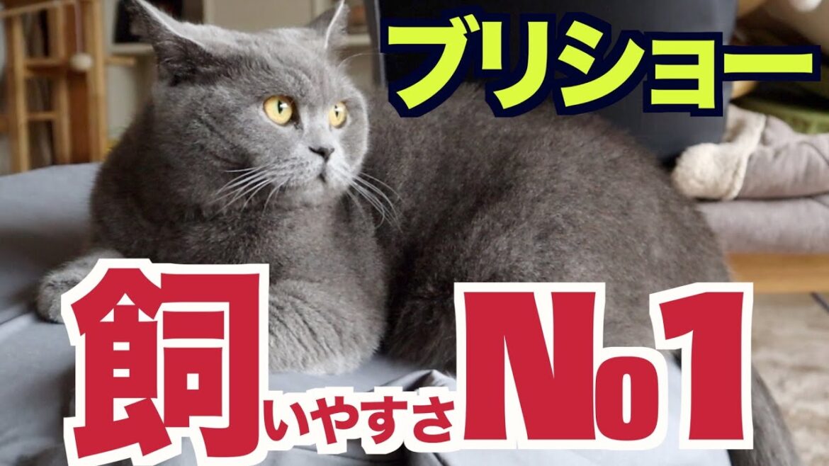 ブリティッシュショートヘアは飼いやすさNo1です! ブリティッシュショートヘアは飼いやすさNo1です!