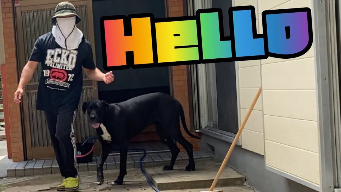 犬の寝床掃除🧹 犬漫才トーク [ニューファンドランド] [グレートデーン] 犬好き 渡辺ボス 大型犬 超大型犬 多頭飼育