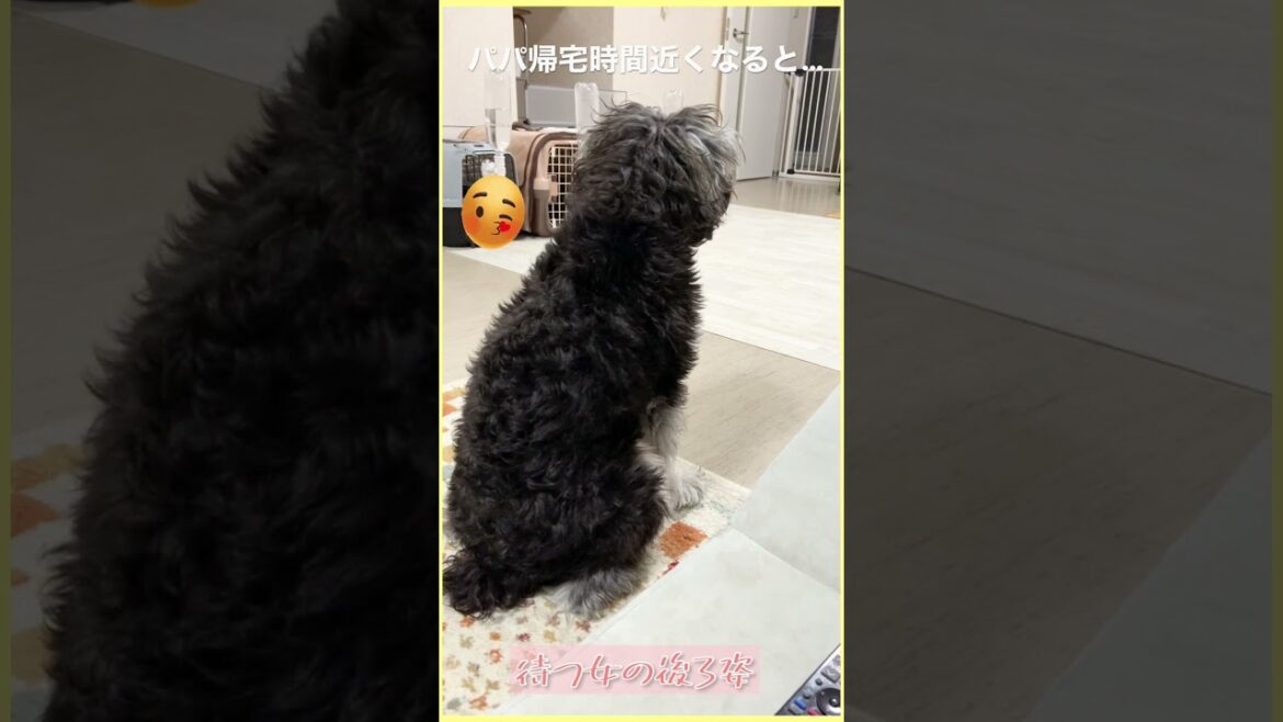 健気な女子は好きですか？　ミニチュアシュナウザーの『ろこ』