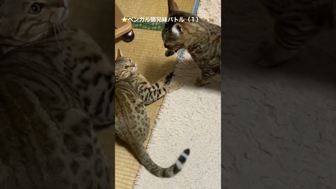 @#ベンガル猫 #ベンガル子猫 #ブログ ！？★（１）ベンガル兄妹バトル！！🐆🐆（２０２２１１２５ー１）
