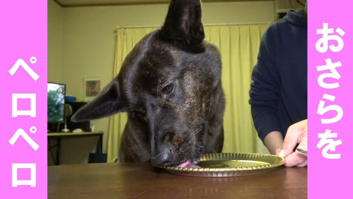 お皿をペロペロ！きれいにした甲斐犬
