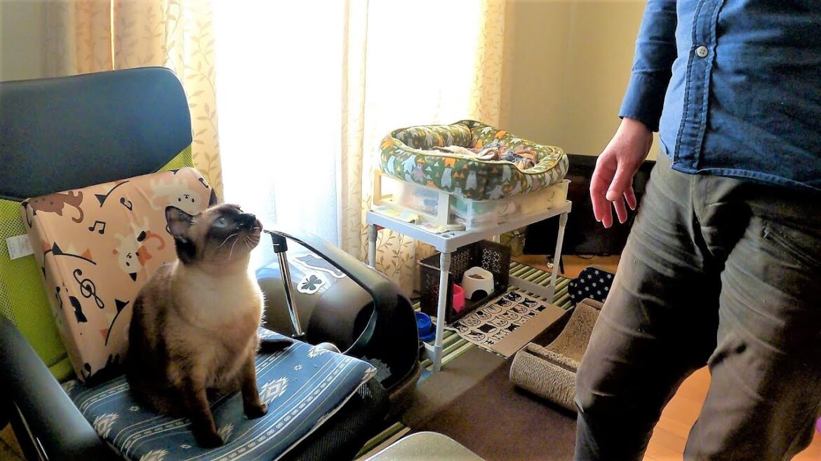 僕が席をあけた隙に使用中の椅子をシャム猫が占領してくる瞬間📸