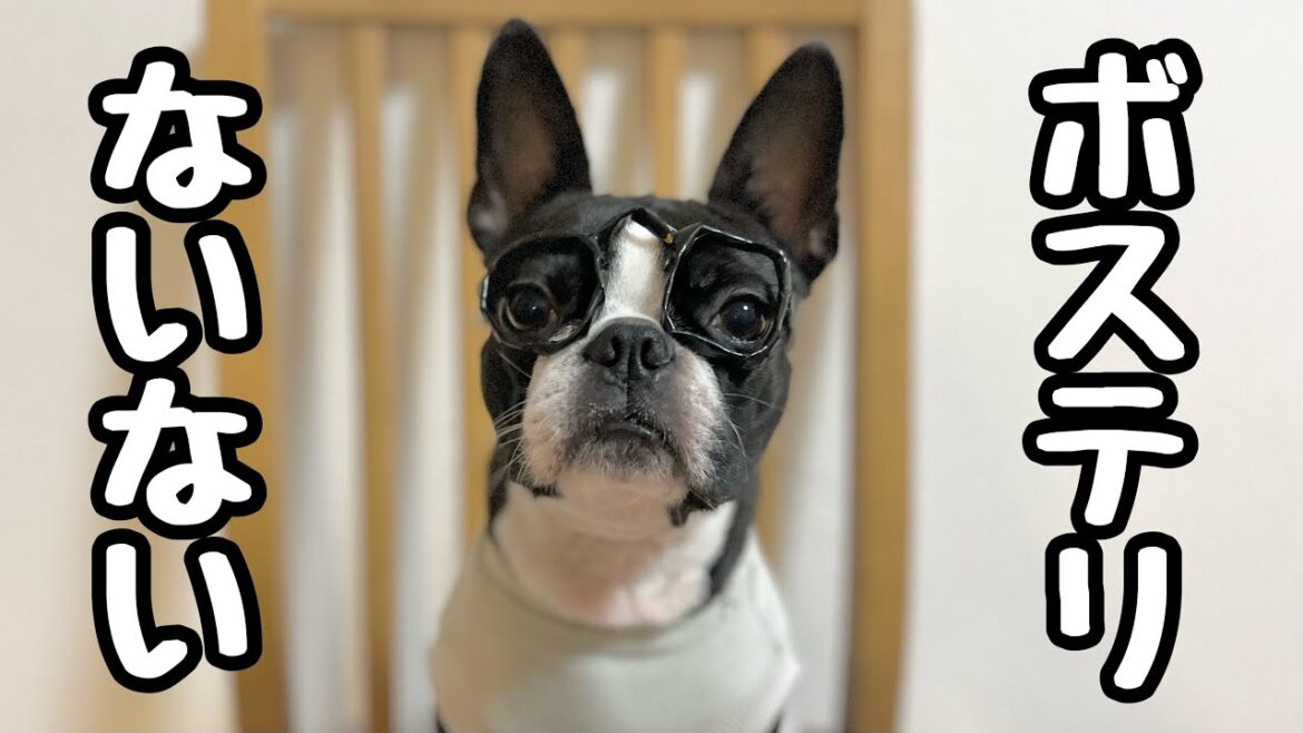ボステリないない10選【ボストンテリア】 ボステリないない10選【ボストンテリア】
