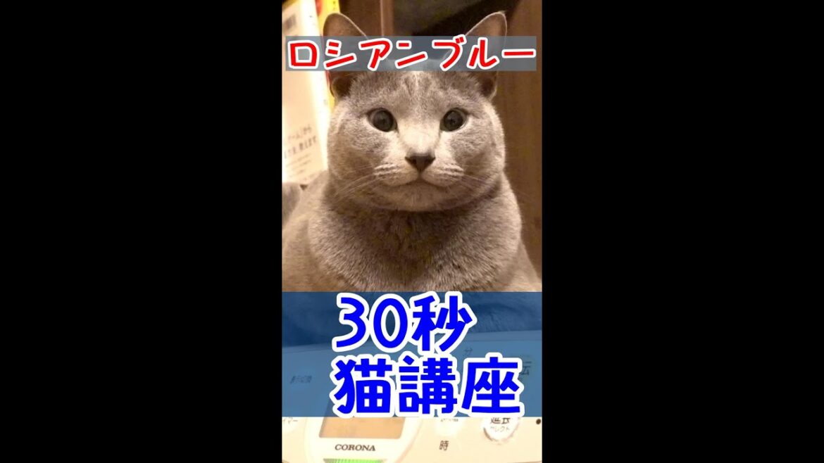 30秒でわかる猫の知識はコチラです【ロシアンブルー】#Shorts