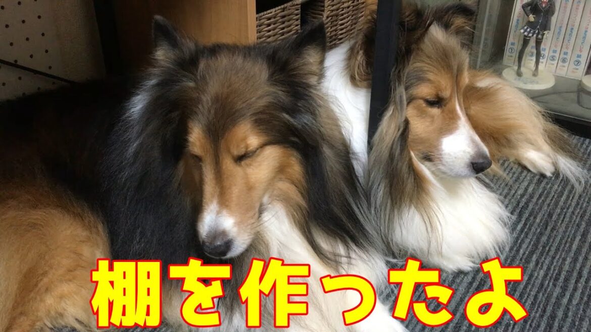 【シェルティ】棚を作ったよ🔨【瑞鶴たちは待っててくれた】