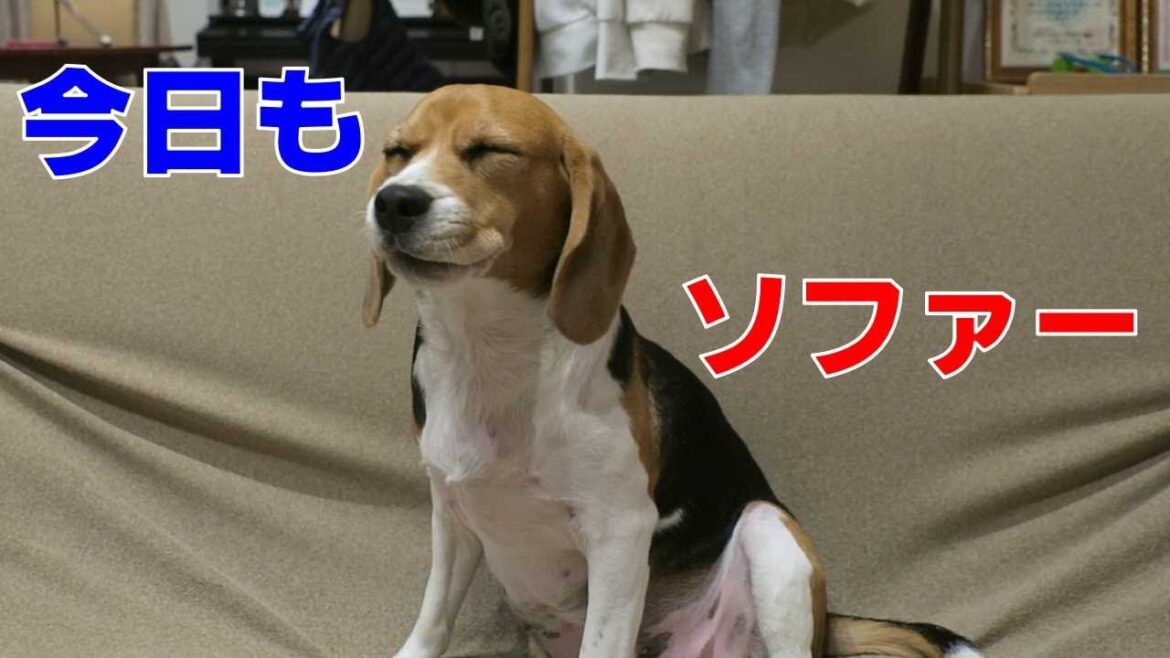 ソファーぐらし 【おてんばビーグルふくちゃん】その213